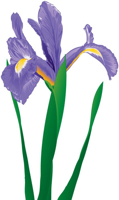 Identity - Iris Versicolor (519x800)