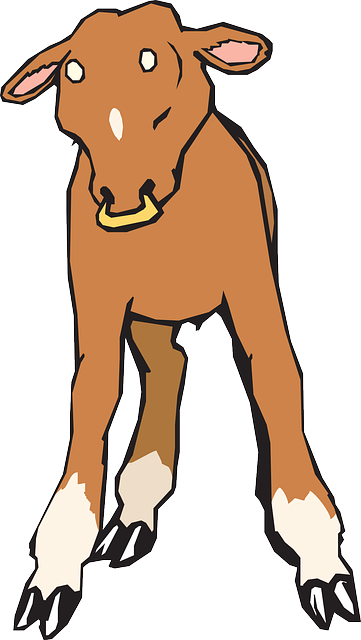 Hooves Baby, Farm, Ring, Standing, Nose, Animal, With, - Calf (361x640)