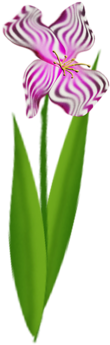 Pink Iris - Iris (284x500)