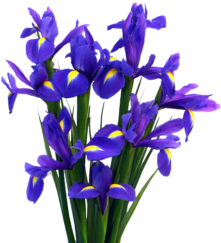 Flower 2 By Moonglowlilly - Iris Flower Hd Png (500x512)