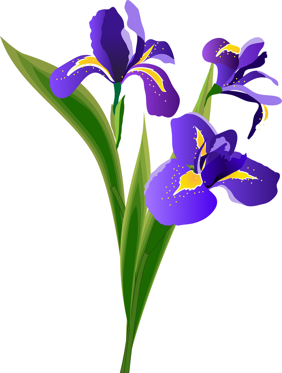 Iris 908*1200 Transprent Png Free Download - Iris 908*1200 Transprent Png Free Download (908x1200)