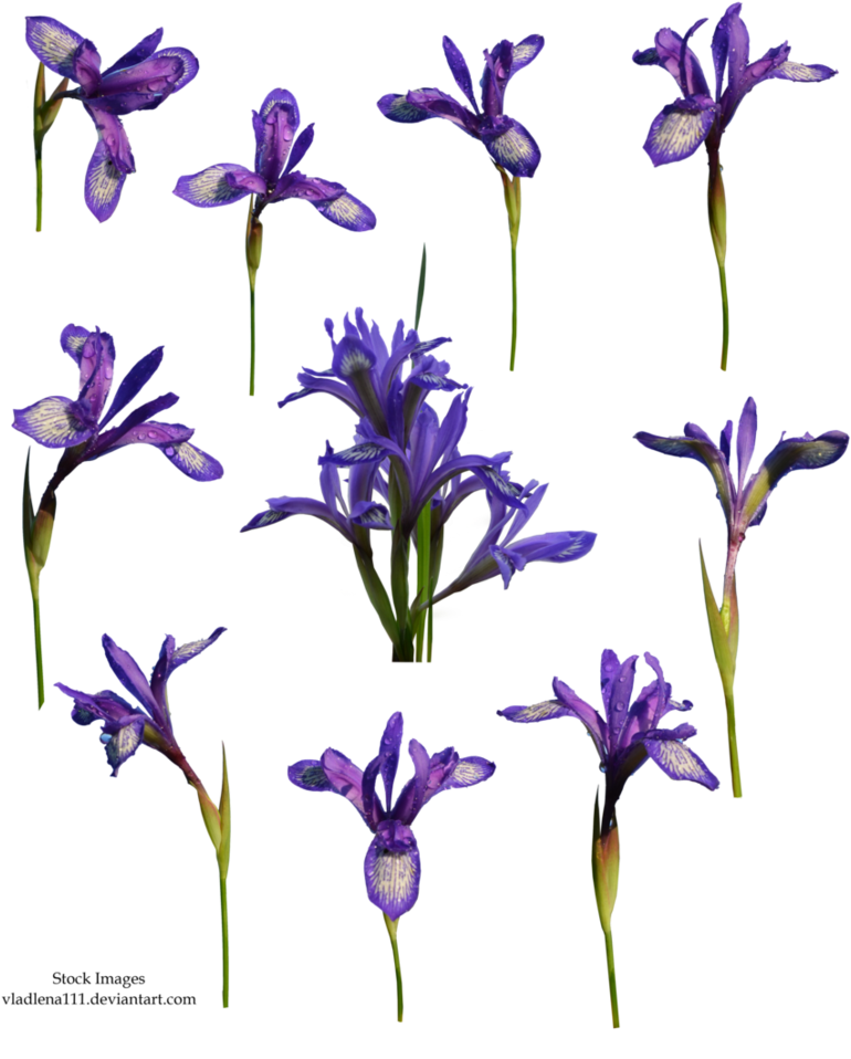 Spring Flowers Png 5 By Vladlena111 - Portable Network Graphics (813x982)