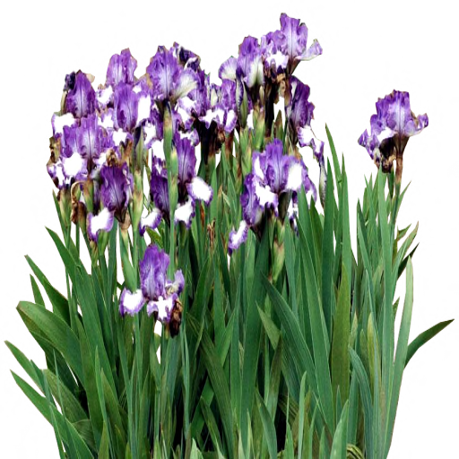 Mauve And White Iris Bed By Lilipilyspirit - Iris Versicolor (512x512)