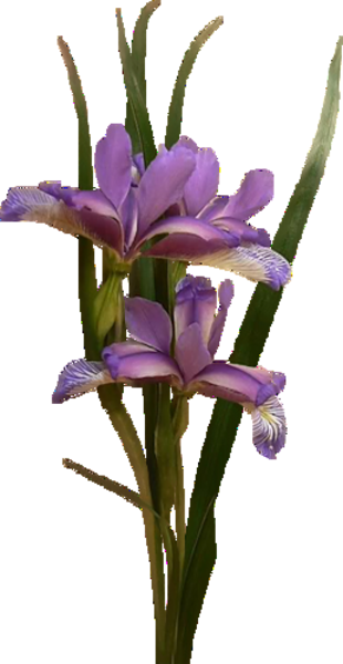 Purple Iris - Oyster (310x600)