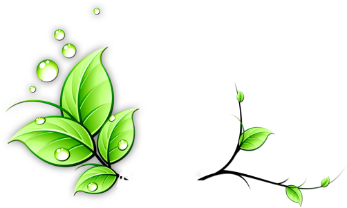 Iris Variety And Plant Care Guide Here @ Auntie's - Green Leaves Vine Png (502x301)