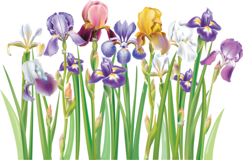 Border Of Multicolor Iris Flowers [преобразованный] - Iris Clipart (500x330)