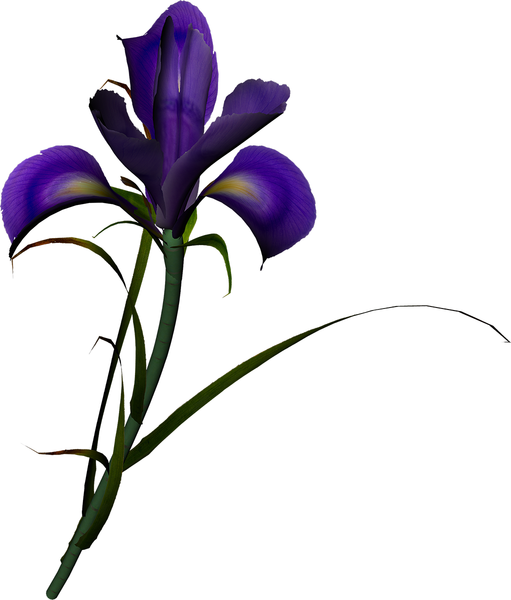 Flower Irises Poppy Clip Art - Flower Irises Poppy Clip Art (1022x1200)
