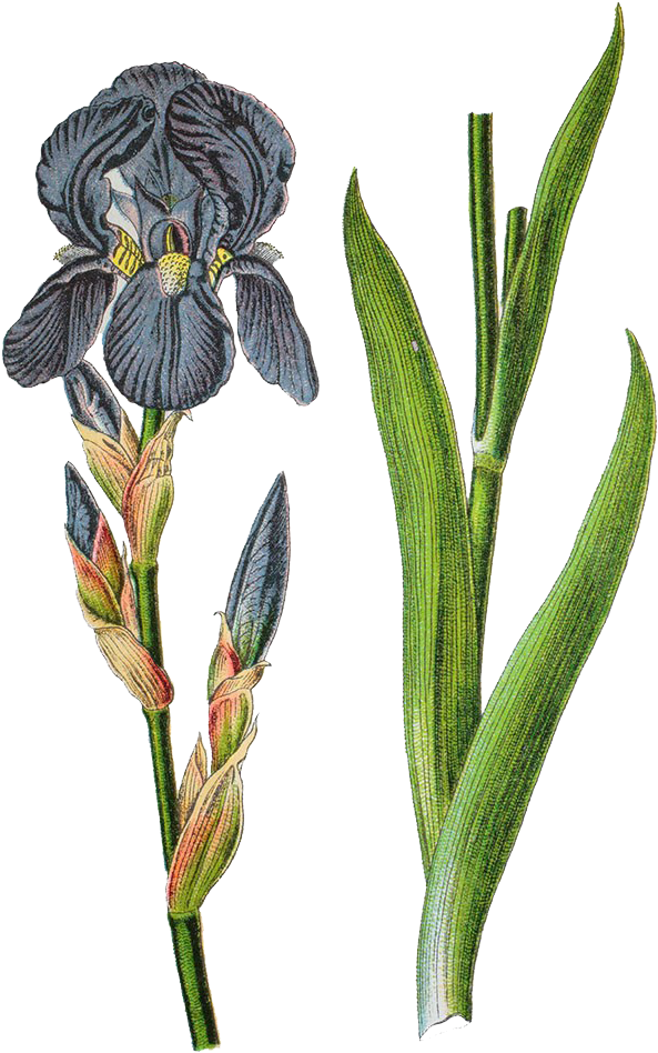 Germany Iris Germanica Iris Pallida Iris Variegata - Germany Iris Germanica Iris Pallida Iris Variegata (683x1024)