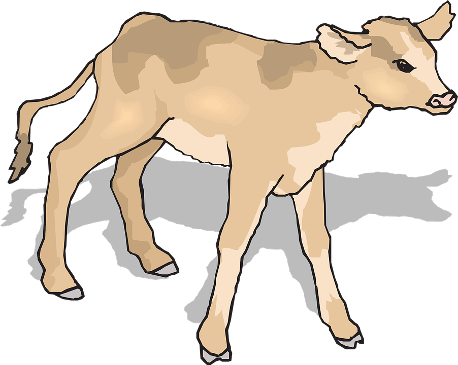 Calf Baby, Shadow, Standing, Animal, Curious, Calf - Calf Clipart (902x720)