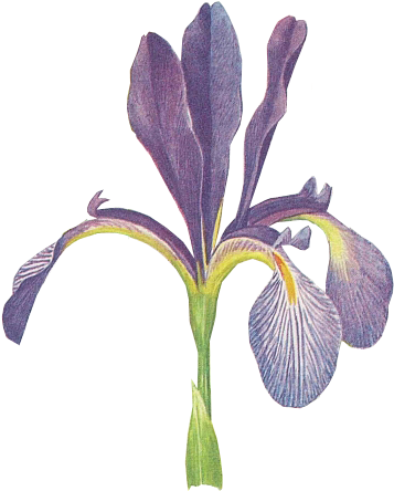 Purple Iris - Iris Ⅱ: New Generation (398x466)