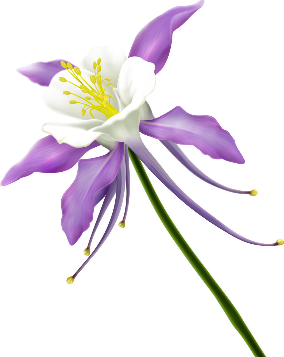 Flower Floral Design Clip Art - Flower Floral Design Clip Art (955x1200)