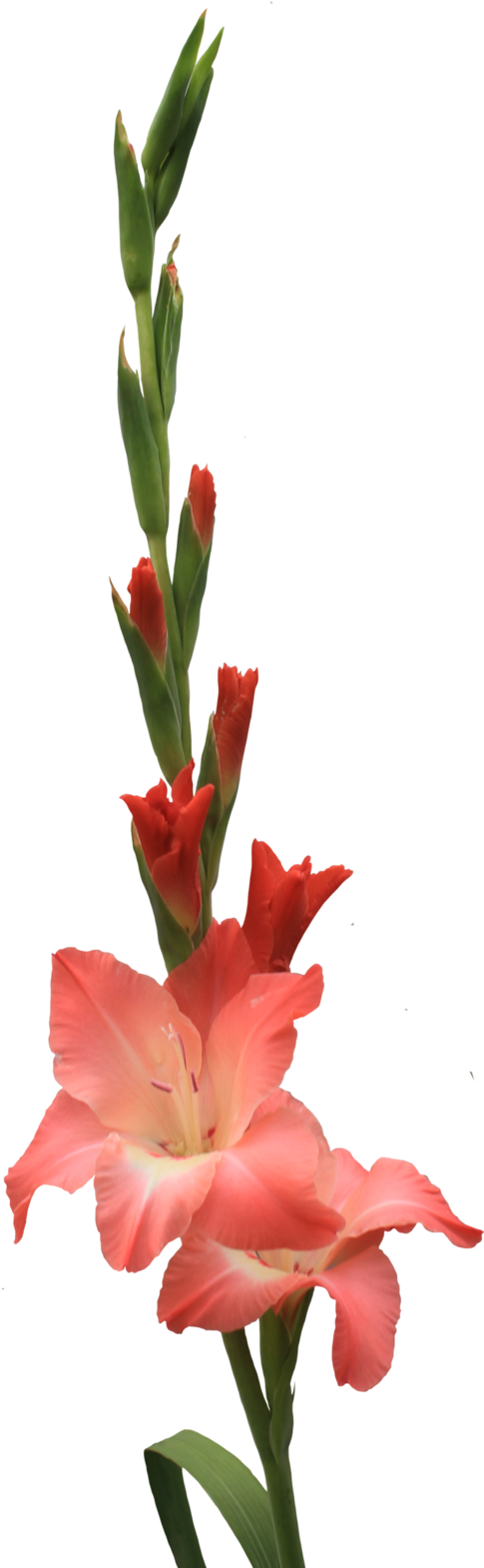 Half Bloomed Gladolia Png By Thy Darkest Hour On Deviantart - Gladiolus (800x2471)
