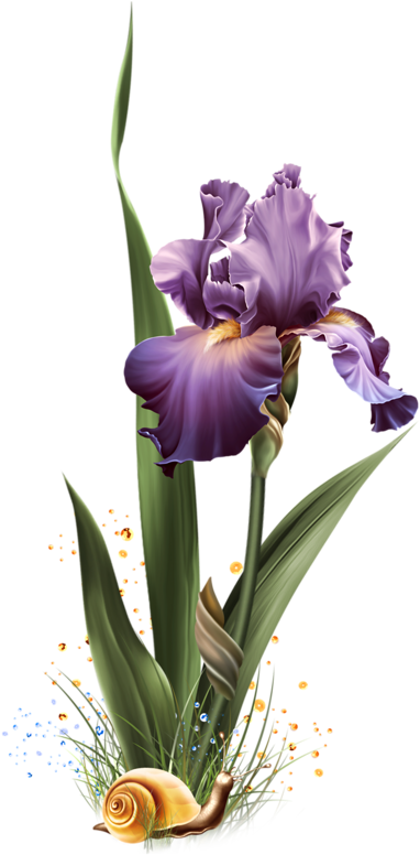 Purple Iris - Orris Root (408x800)