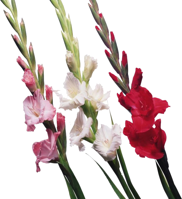 Gladiolus Png File - Gladiolus Buds (600x655)
