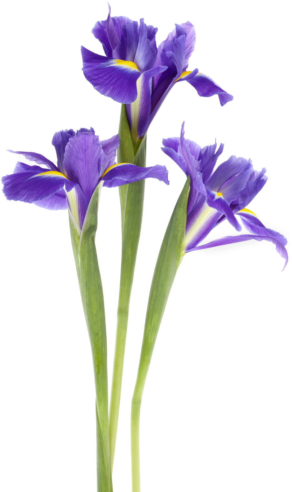 Iris-transparent - Purple Iris Png (1132x1696)