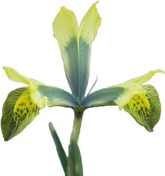 Original - Yellow Iris (480x384)