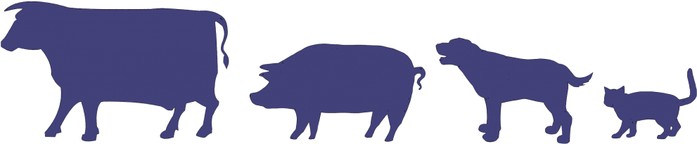 Getting Into Vet School - Veterinary Physician (999x255)