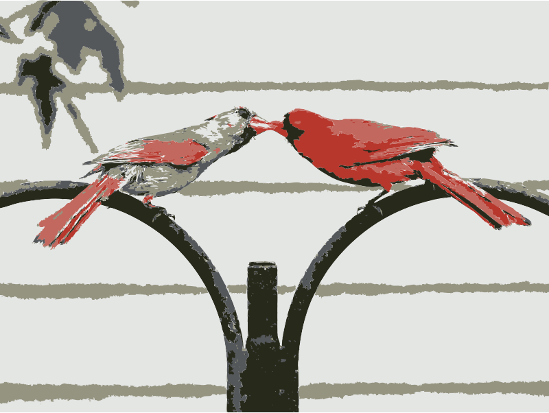 Love Birds - Northern Cardinal (800x602)