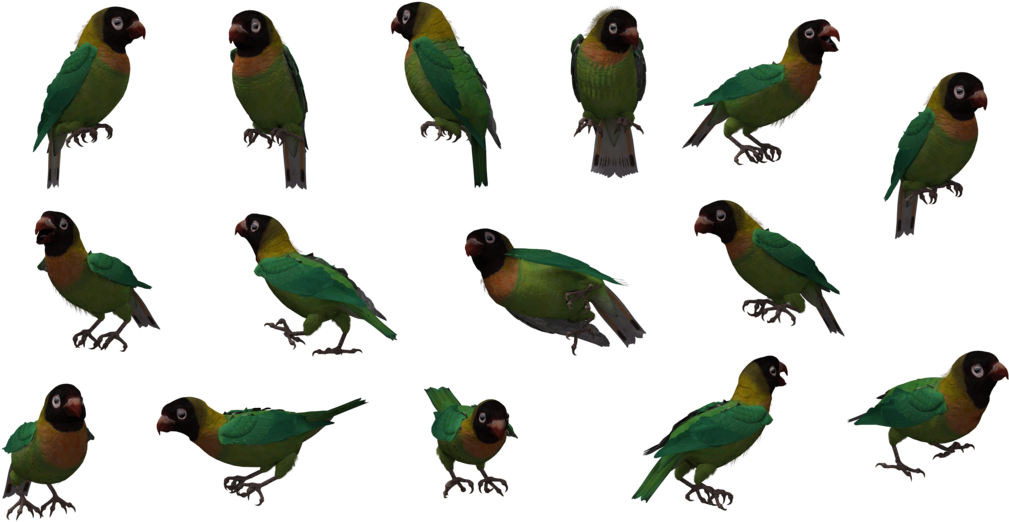 Black Love Bird - Parakeet (1024x645)