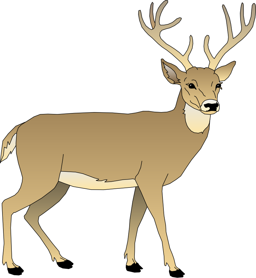 Cartoon Pictures Of Deer - White Tailed Deer Clipart (830x900)