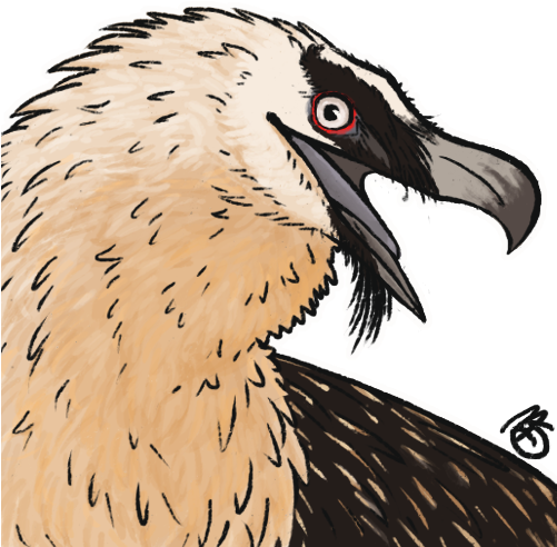 Bearded Vulture Lammergeier Vulture Bird Art Artists - Buzzard (500x500)