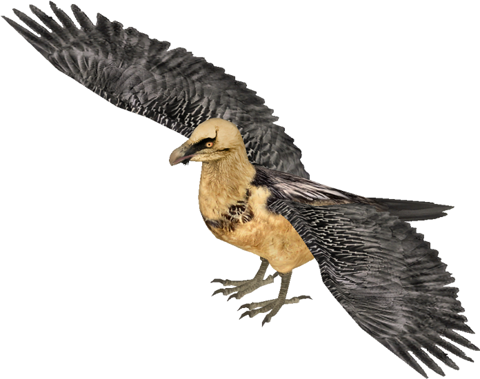 Lammergeier Hendrix - Bearded Vulture (800x600)