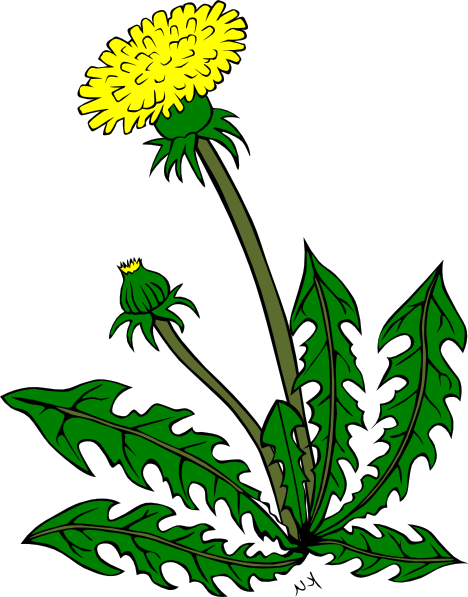 Cartoon Dandelion Flower Clipart Best - Clip Art (468x597)