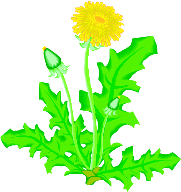 Dandelion Drawing Plant Flower Presentation - Dandelion Drawing Plant Flower Presentation (618x674)