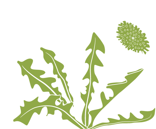 Dandelion Crown Clipart - Illustration (500x470)
