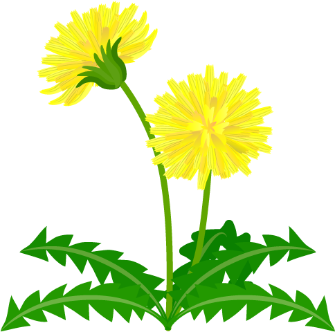 For Download Free Image - Dandelion (540x540)