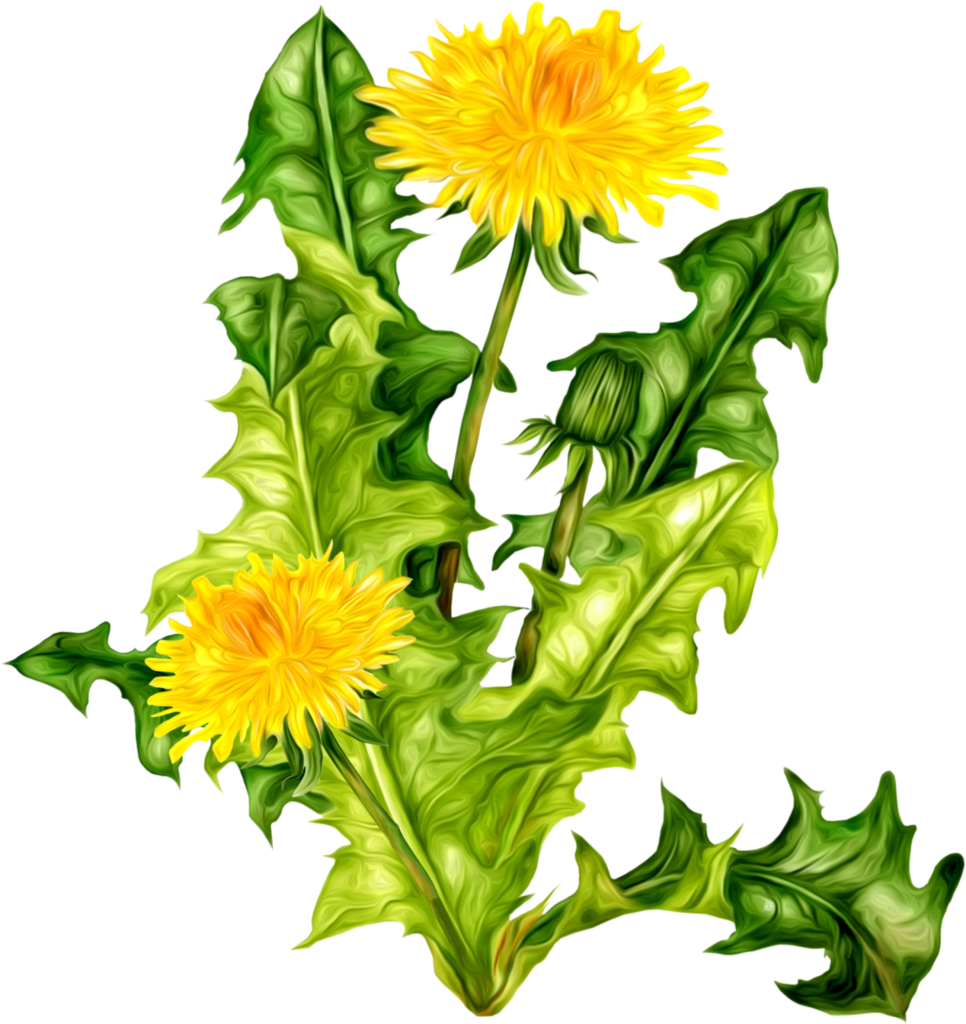 Dandelion Png - Одуванчик Цветок (966x1024)