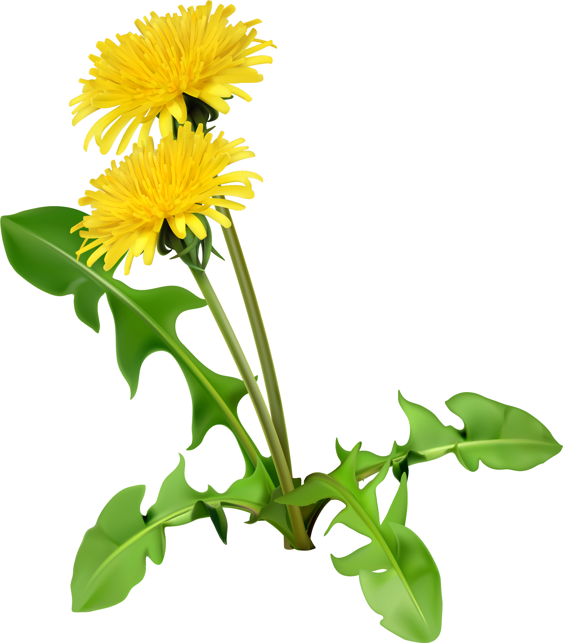 Common Dandelion Dandelion Coffee Flower Seed - Dandelion Greens (1901x2192)