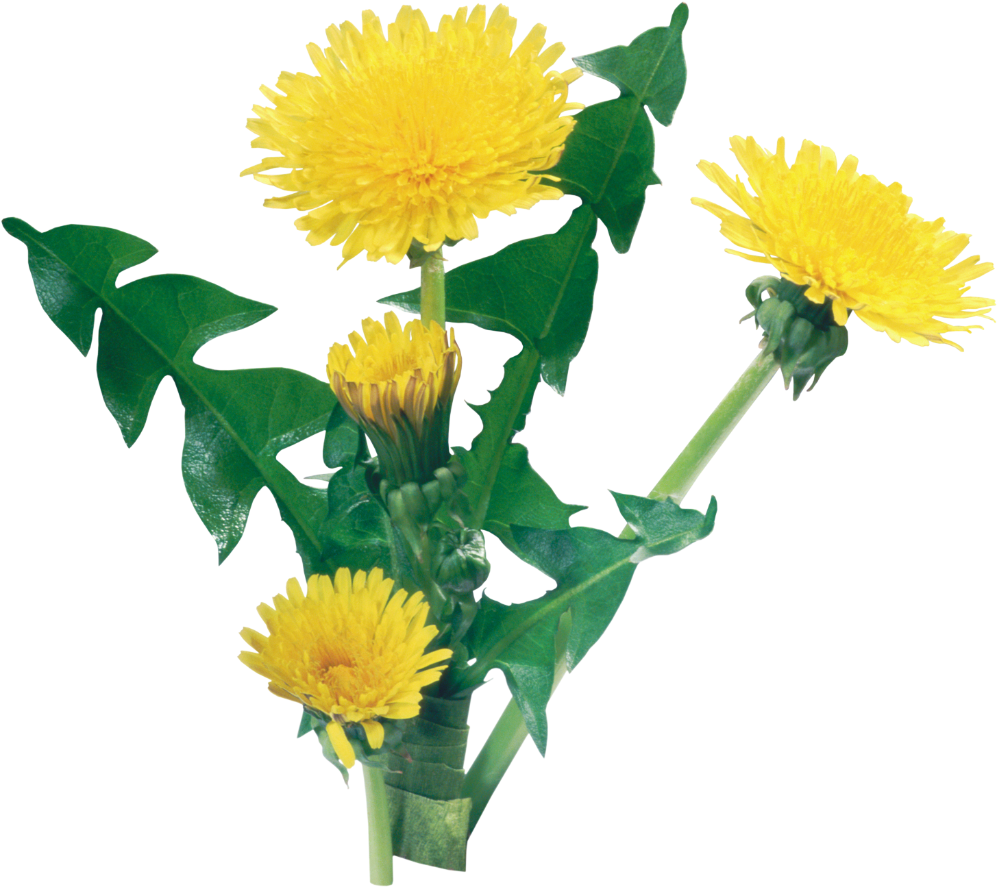 Dandelion Clipart Png Image - Одуванчик Пнг (1535x1374)