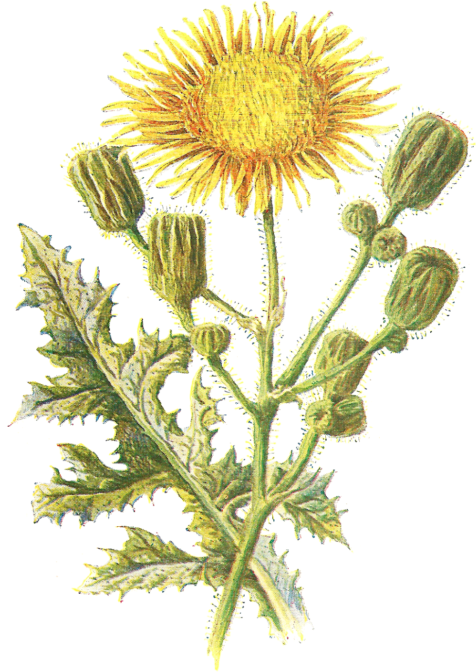 Vintage Scrapbooking Wildflower Download Printable - Antique Print Of Corn Sow Thistle Plant Wild Flower (1213x1600)