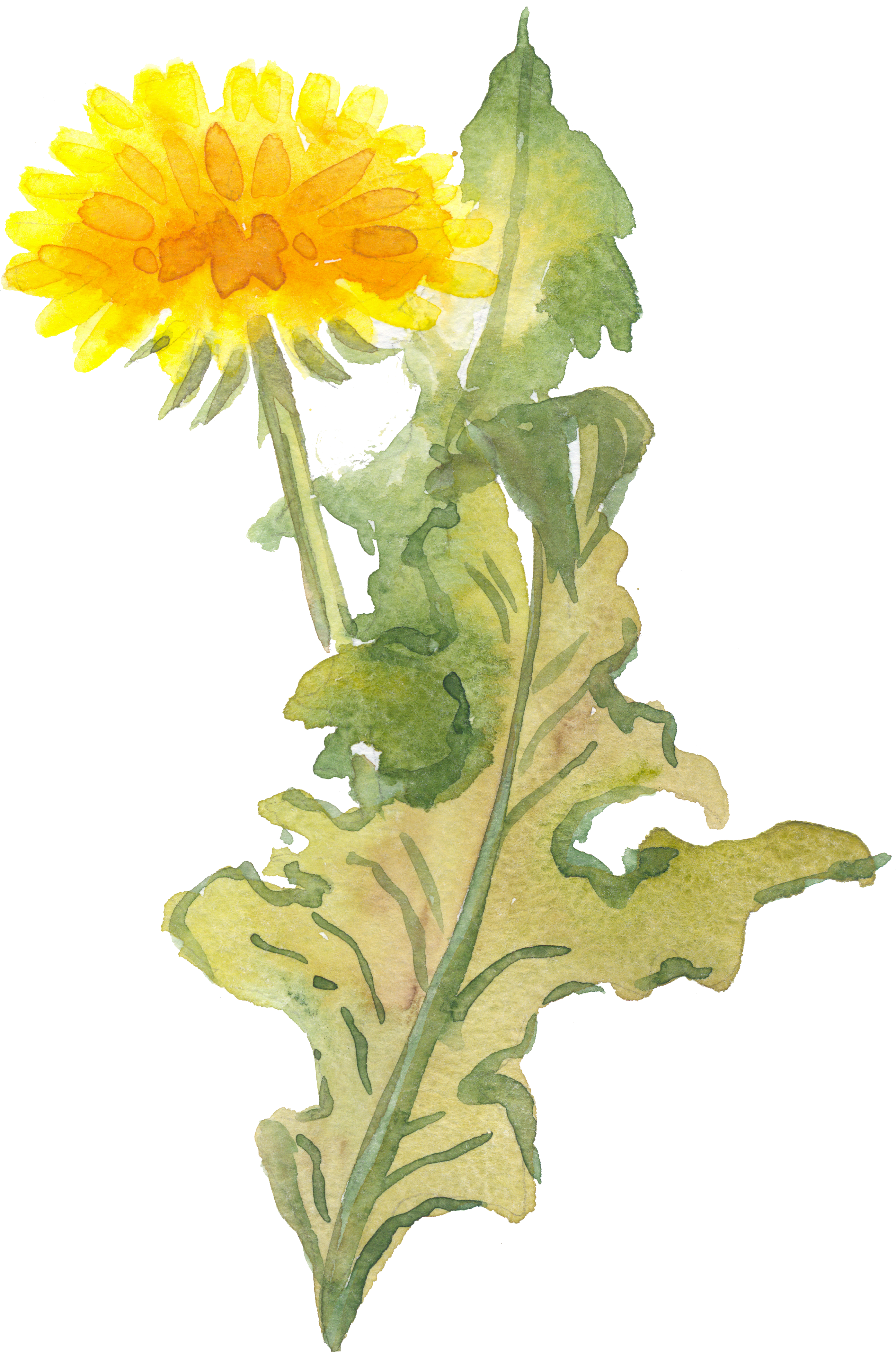 Dandelion Clip Art - Dandelion Clip Art (2864x4272)