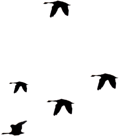 Flying Bird Clip Art Png - Stock (486x608)