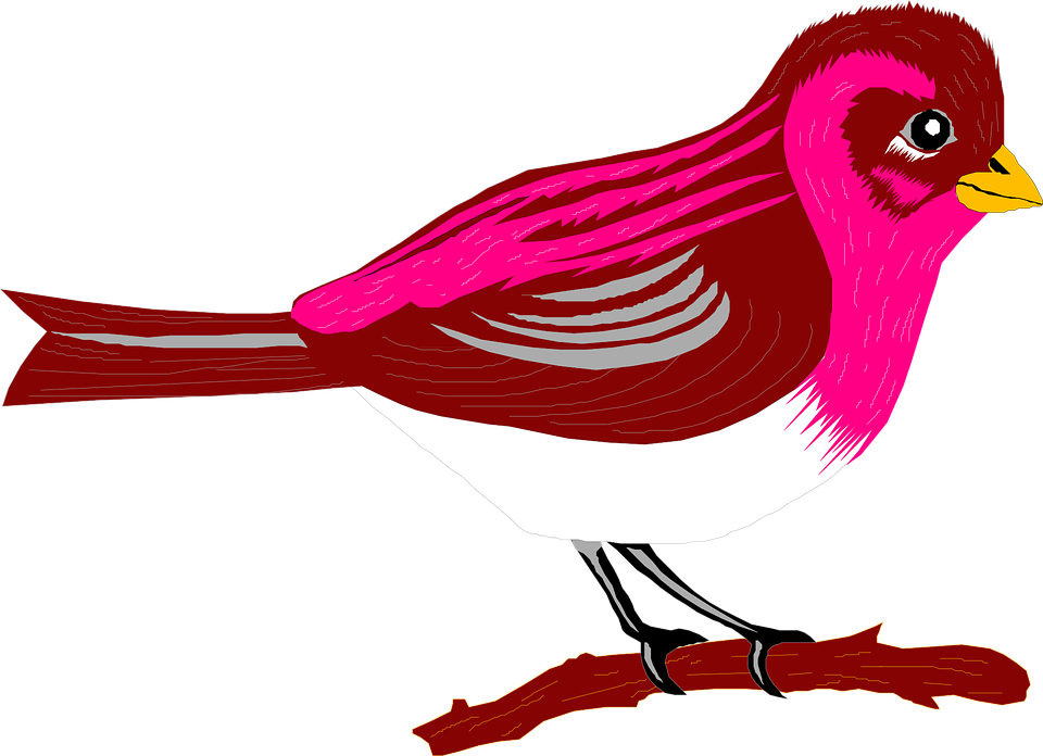 Finch Clipart Bird Branch - Transparent Pic Cartoon Bird (960x696)