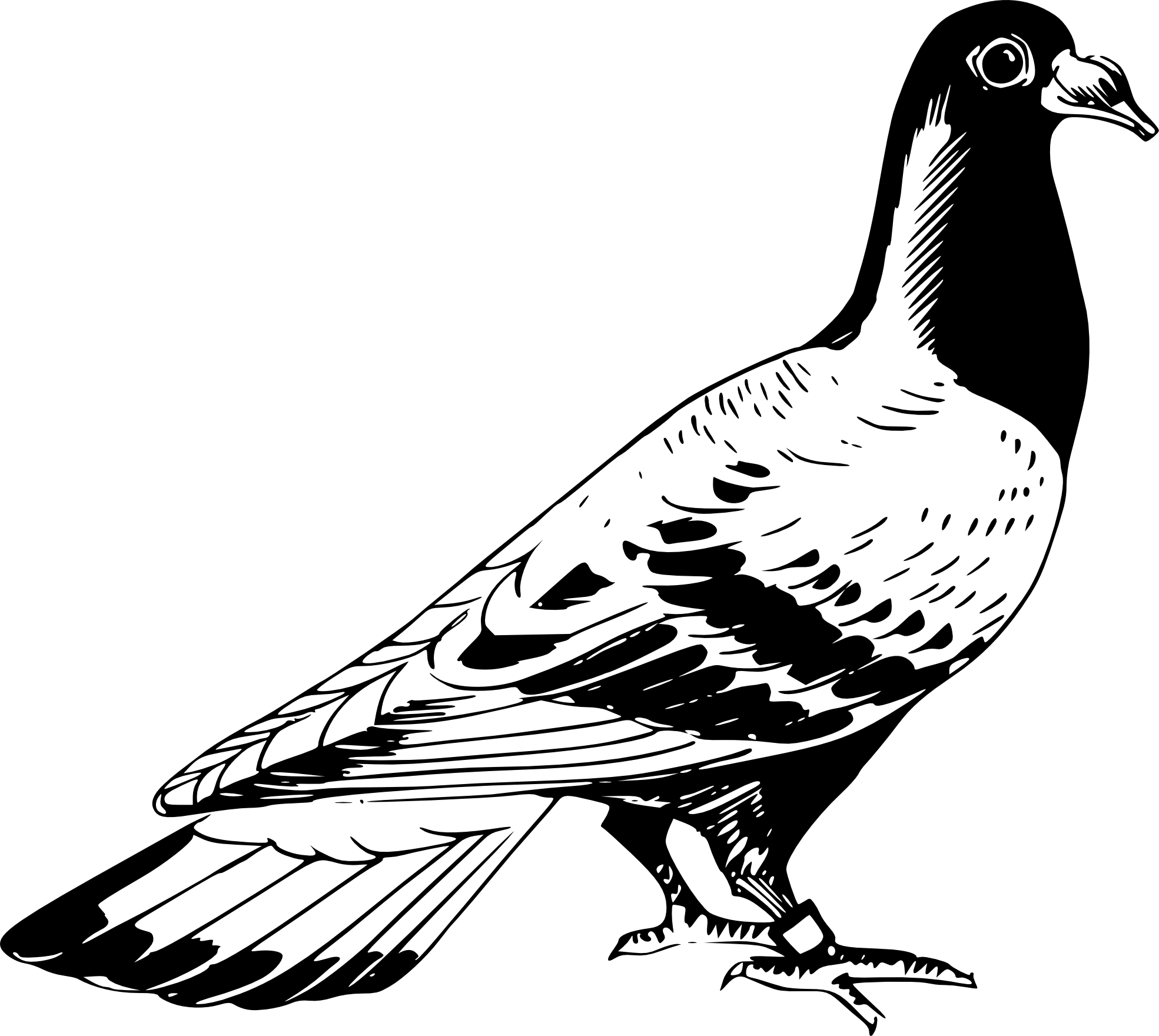 Carrier Pigeon 2 Png Images - Pigeon Black And White Drawing (1969x1760)