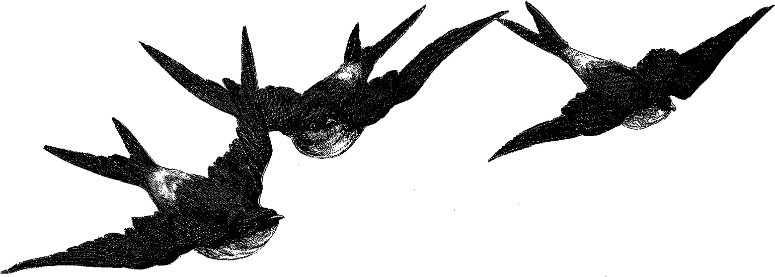 Birds Flying Image Illustration Artwork Drawing Clipart - Clip Art (1600x600)