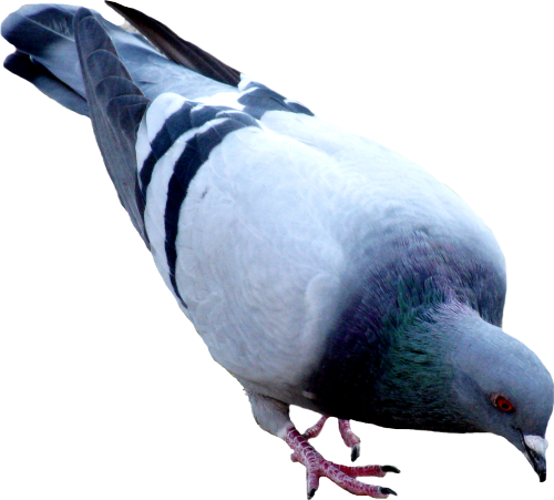 Pigeon Png File - Pigeon Png (500x451)