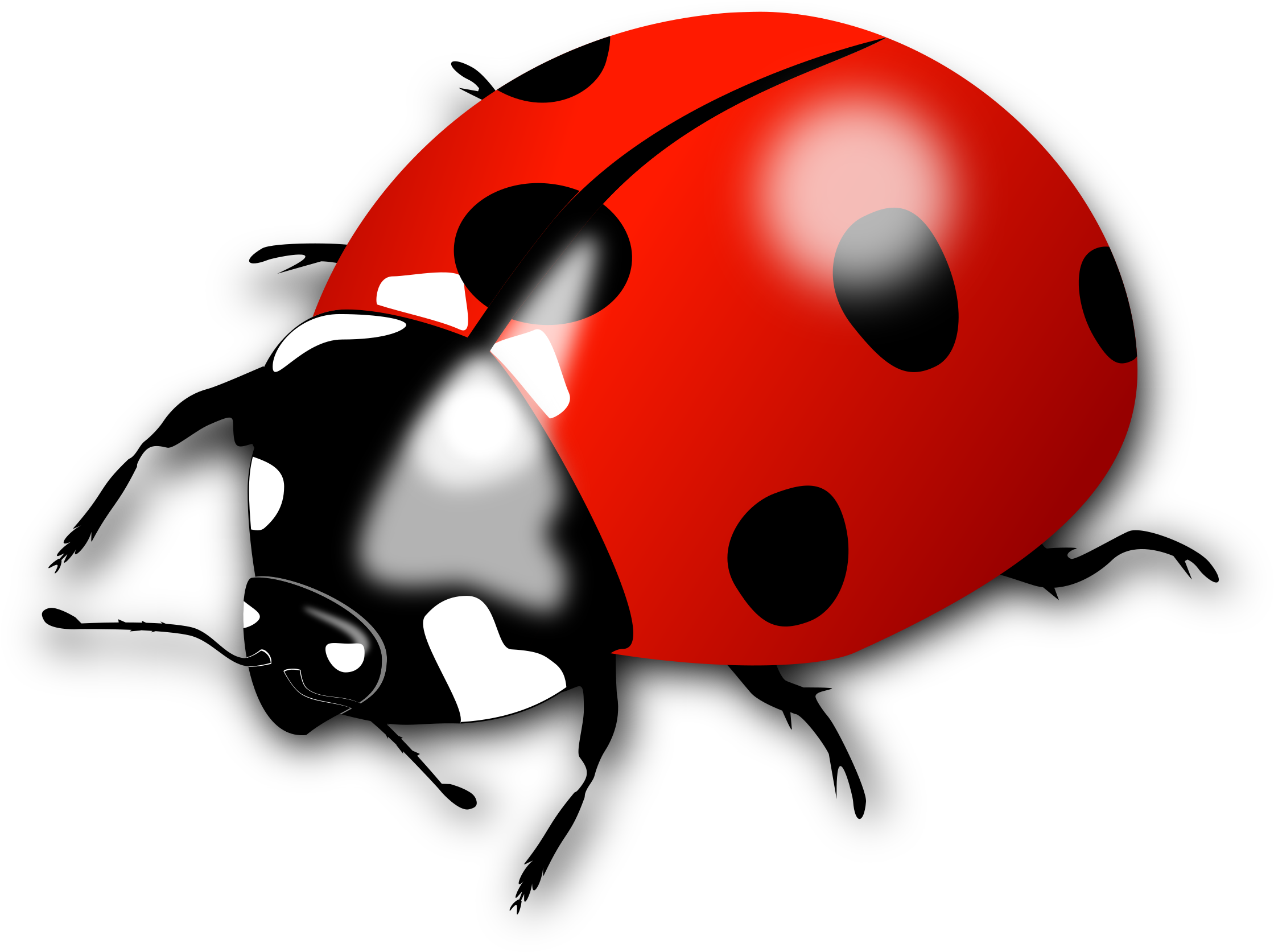 Big Image - Lady Bird Clipart (2400x1745)