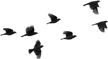 Bird Png - Birds Flying Silhouette (500x261)