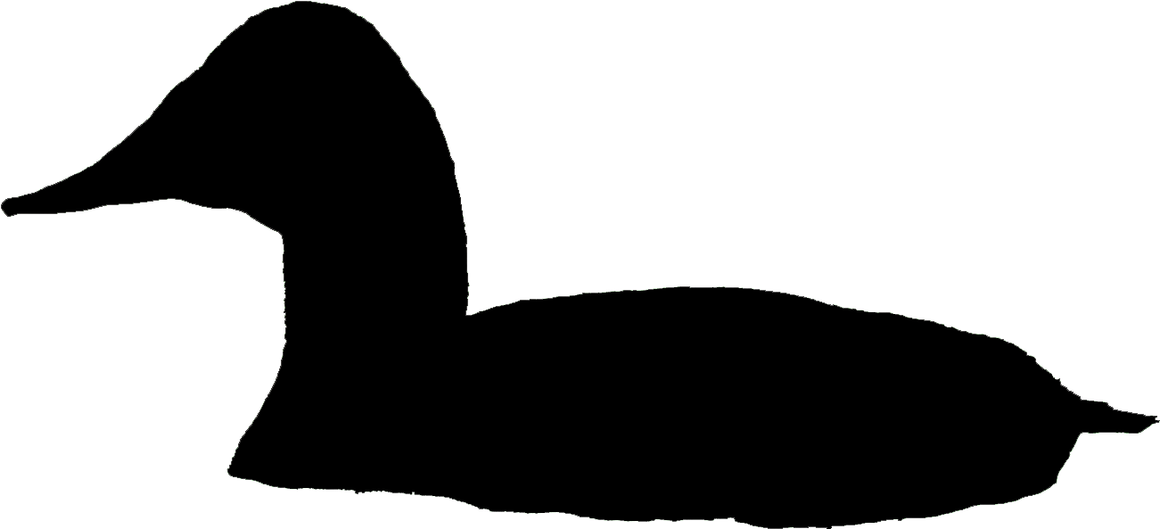 Comments - Common Loon (1342x614)