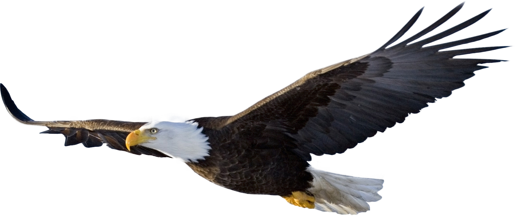 Bald Eagle Flying - Flying Eagle Png (1772x743)