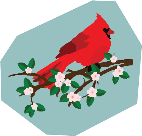 Cardinal In Branch Clipart (520x501)