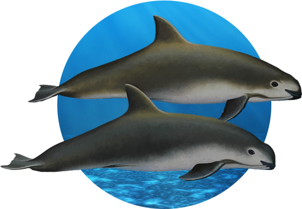 El Mismo Efecto Ha Producido Especies Endémicas Como - Common Bottlenose Dolphin (631x466)
