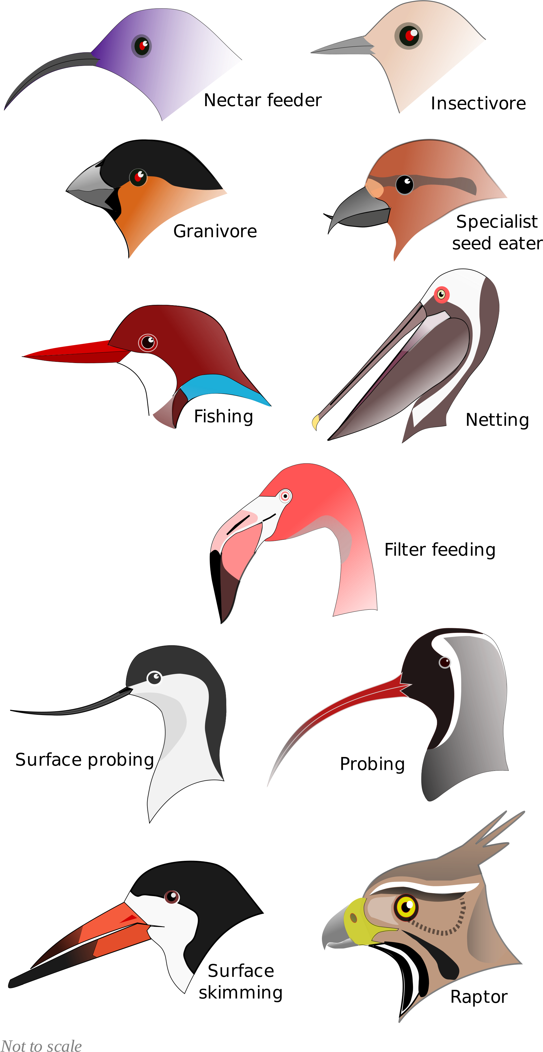 Open - Types Of Bird Beaks (2000x3820)