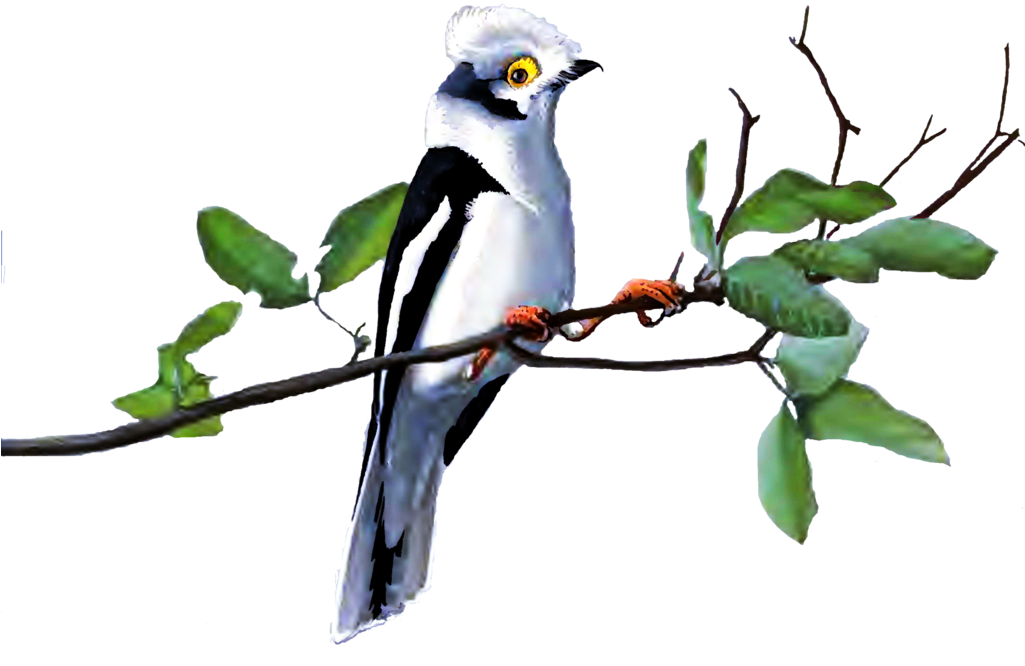 Bird Feeders Goose Clip Art - Bird Feeders Goose Clip Art (1024x819)