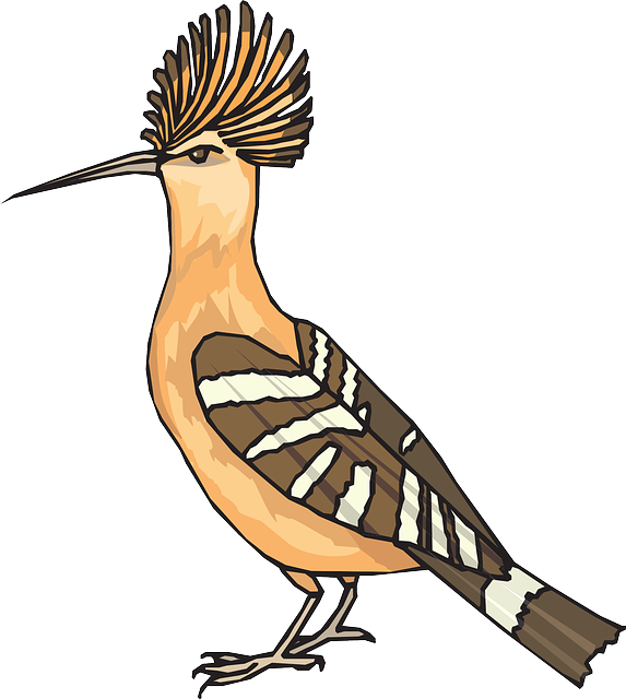 Breed Angry, Bird, Wings, Feathers, Breed - Burung Hud Hud Animasi (573x640)