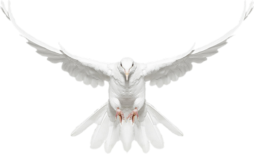 Drawings Of Doves In Flight - Dove Bird Fly Png (500x304)